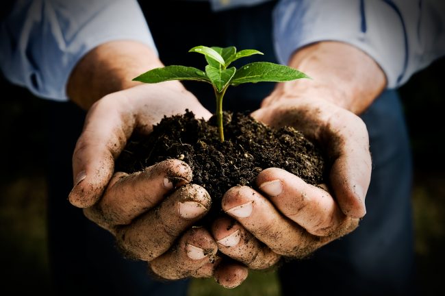 Planting this single tiny seedling in your backyard can make a difference in the world. Image credit: zululandobserver.co.ze