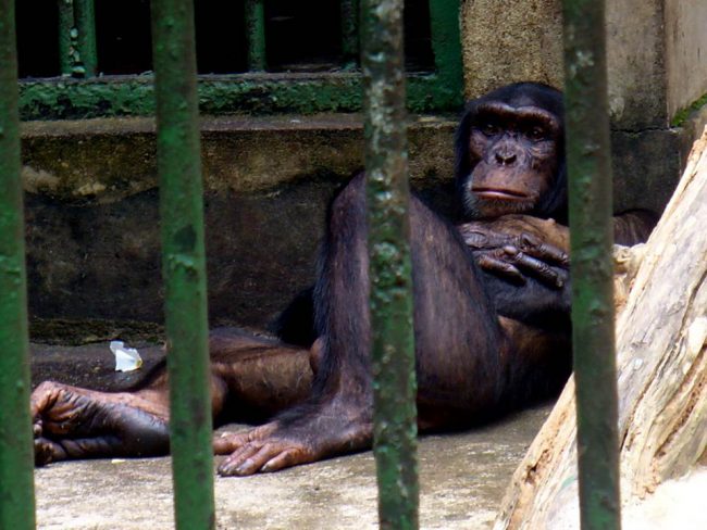 Tony the chimp, who starred in the ‘Chimp Show’ at the Dehiwala zoo. As Tony grew older, he grew more and more aggressive, finally biting off the finger of his keeper in 2014/ Image credits: window2nature.wordpress.com