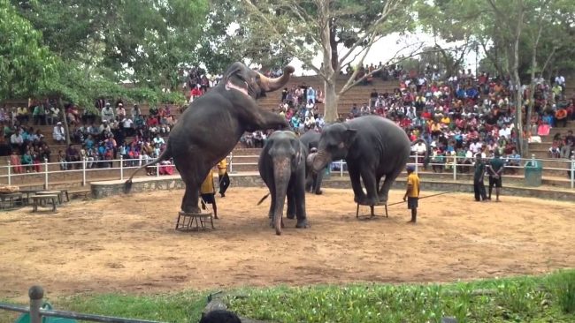 The elephant show at the Dehiwala Zoo/ Image credits: youtube.com