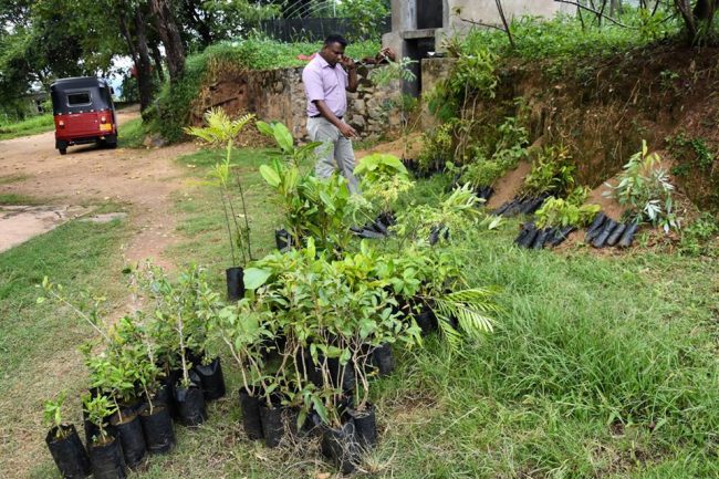 Donated saplings waiting to be planted.