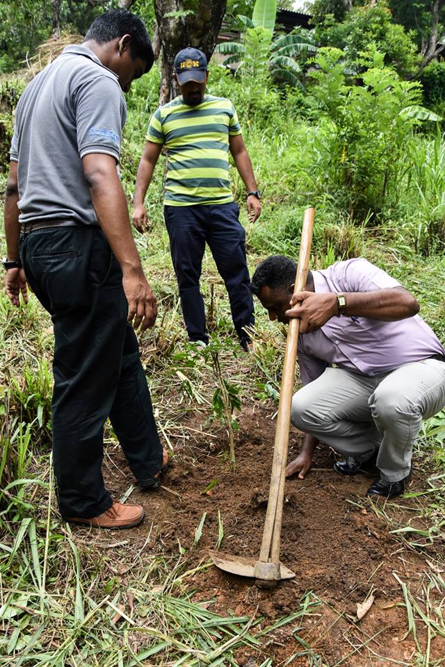 Members of Reforest Sri Lanka planting a sapling at the Samanala catchment area. Twenty five varieties of trees including na, weera, palu, burutha, milla, mahogany, mee, teak, sandalwood, tamarind, and  pihimbiya were planted.