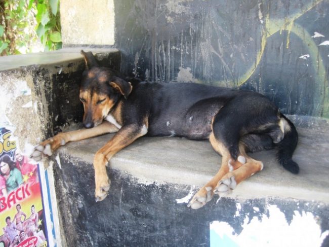 Seeing a dog snoozing on a street corner is pretty much the norm in Sri Lanka, with canines having roamed our roads for time out of mind. Image credit: dogstar.org