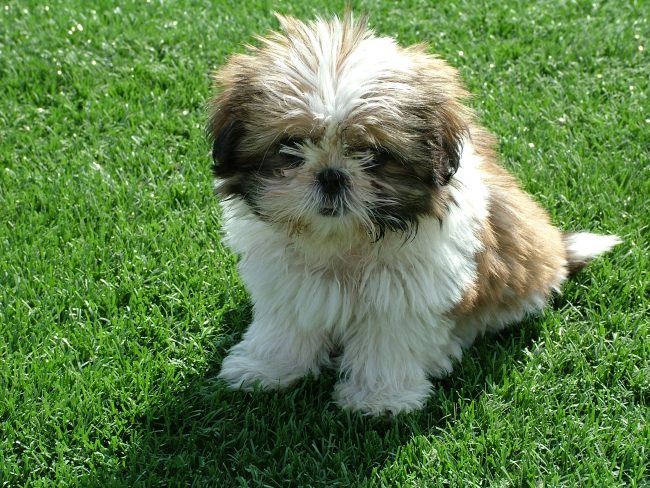 A Shih Tzu anyone? Excessive breeding and increased demand for pedigreed dogs are partly why it is difficult for vaccinated and sterilized puppies to find homes. Image redit: Wikipedia.org