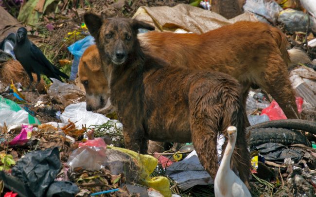 A sight for sore eyes; what’s a smelly rubbish dump to us is a source of food for stray dogs. Caption: dogstar.org
