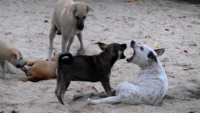 Dogs dumped in unfamiliar areas tend to be vulnerable to starvation and attack from local canines. Image credit: YouTube/asoke11