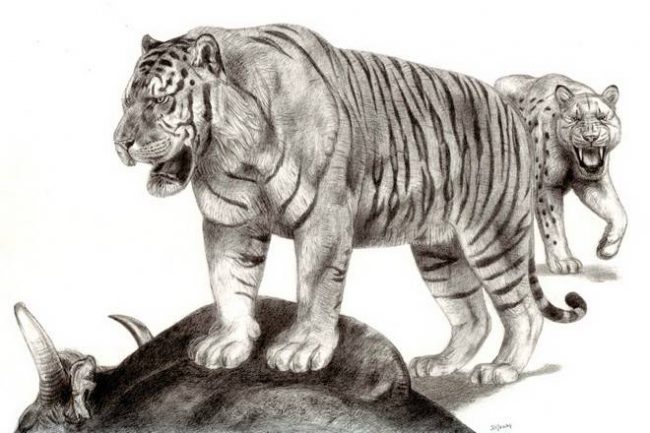 An artist's depiction of a prehistoric giant tiger. Image courtesy petsme.org