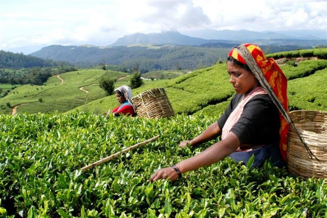 Tea pluckers in Sri Lanka. Image credit: danarif.com
