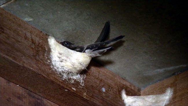 The swiftlets' edible nests make them the target of poachers. Image courtesy bbc.co.uk