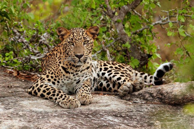 Leopards, too, are the target of hunters, for many reasons, all of them involving lucrative trade. Image courtesy orienslankatours.com 