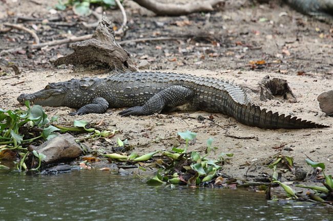 In Sri Lanka, crocodiles fall under the 'strictly protected' category. Image credit: commons.wikimedia.org