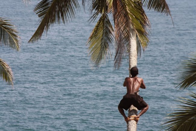 A man climbs a coconut tree in order to harvest the nuts. Image credit: Panoramio