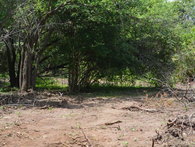 A cleared forest area in Ehetuwewa. Image courtesy EFL