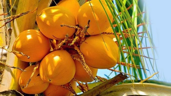 As promising as these coconut trends may seem, we also need to focus on improving the quality of cultivation. Image courtesy: wildlankaorganics.com