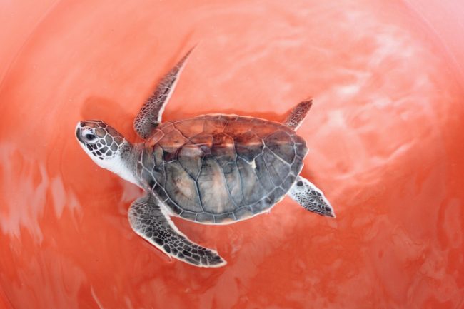 A partially paralysed turtle swims in place. Image credit: Roar.lk/Minaali Haputantri