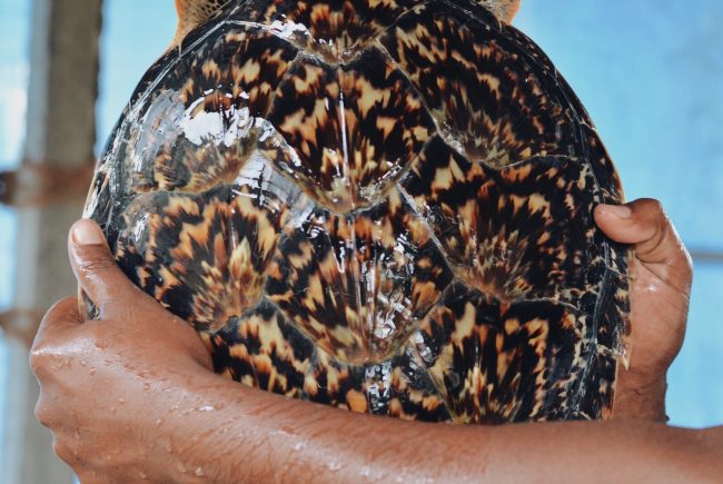 The shell of the Hawksbill Turtle is used to make tortoiseshell products. Image credit: Roar.lk/Minaali Haputantri