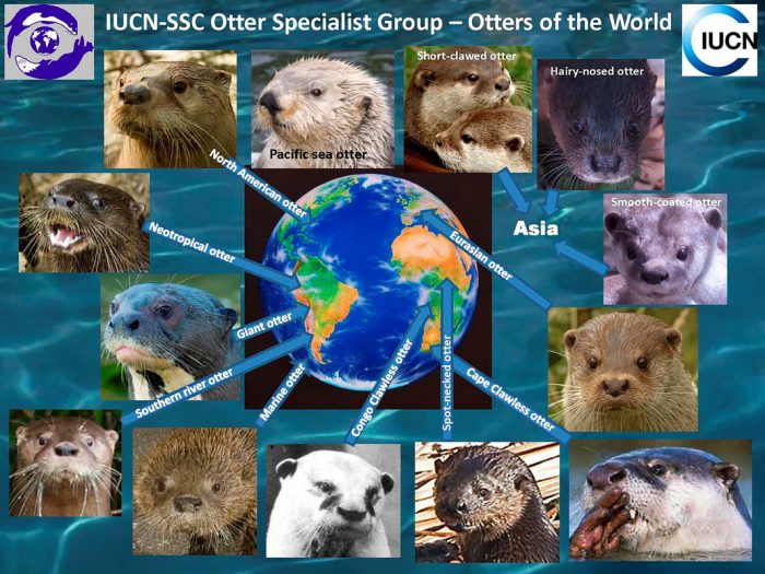 Otters of the world - Courtesy IUCN