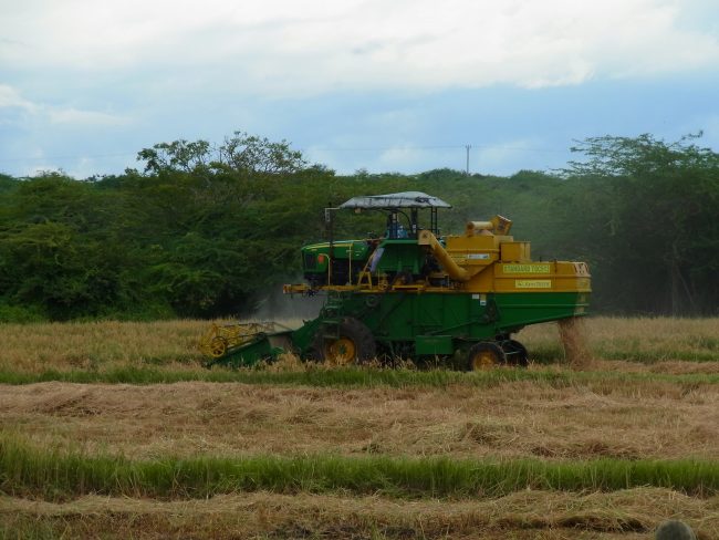Rice combine harvester, Hambantota. A majority of Sri Lankan farmers are involved in paddy farming at a subsistence level.