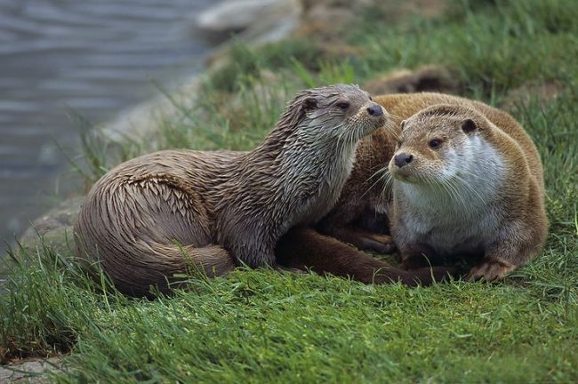 The European otter, Lutra lutra. Fun fact: otter poop is known to have a distinct smell. Image courtesy wilddezi.com