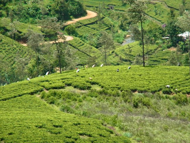 Tea plucking, Kotagala. Image courtesy writer 