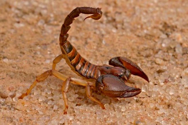 The Indian Red Scorpion is the most lethal scorpion in the world. Image Credit: famouswonders.com