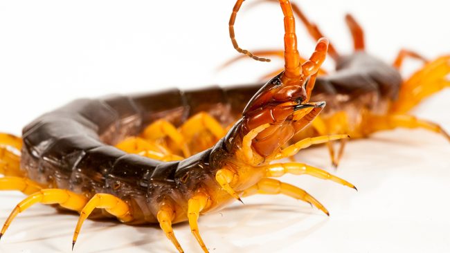 The Orange Legged Centipede is the only centipede known to have delivered a fatal bite. Image Credit: animalsinourlives.com